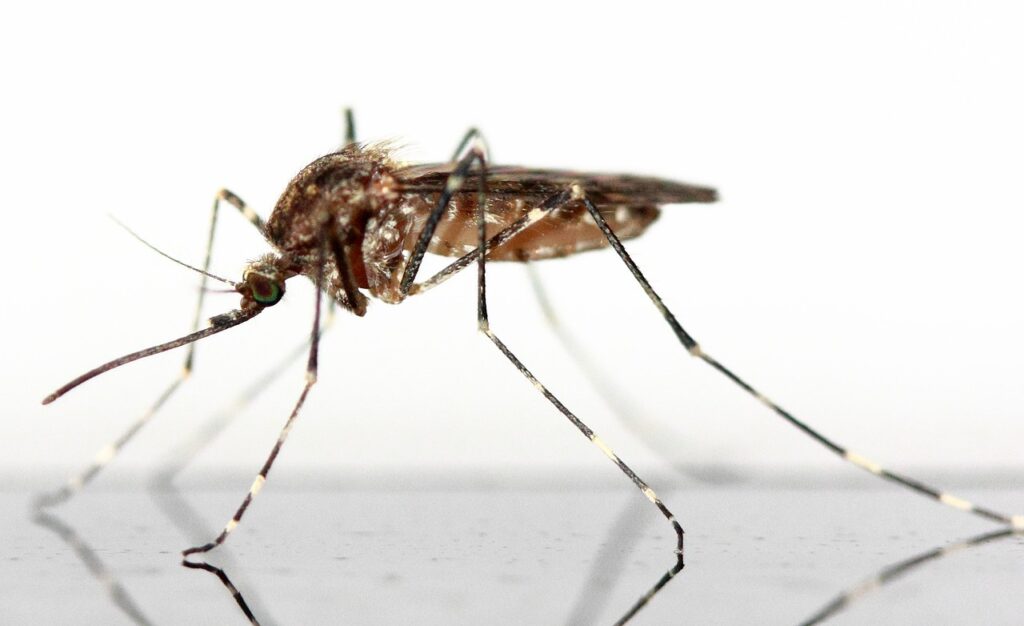 mosquito ge6daf59b5 1280 1024x626 - Insekten fernhalten – natürlich & effektiv