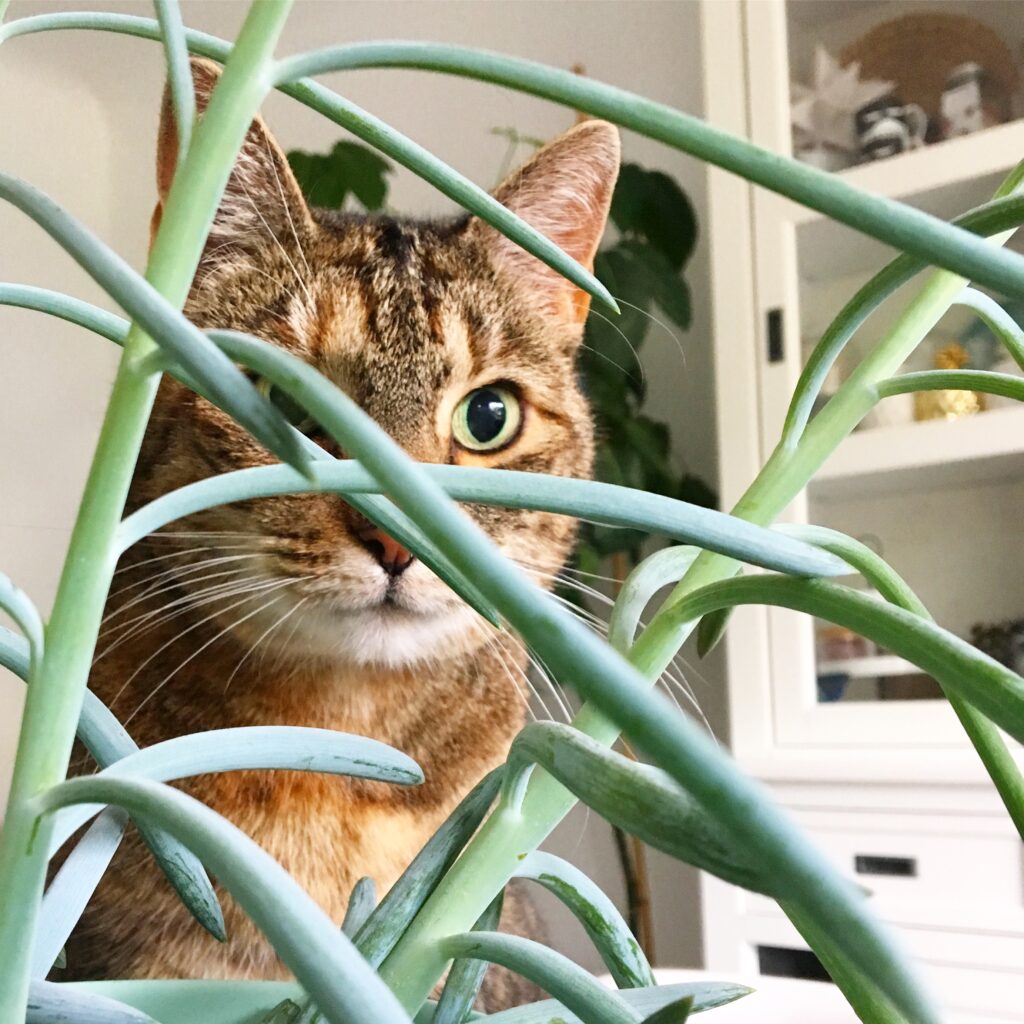 cat with a plant