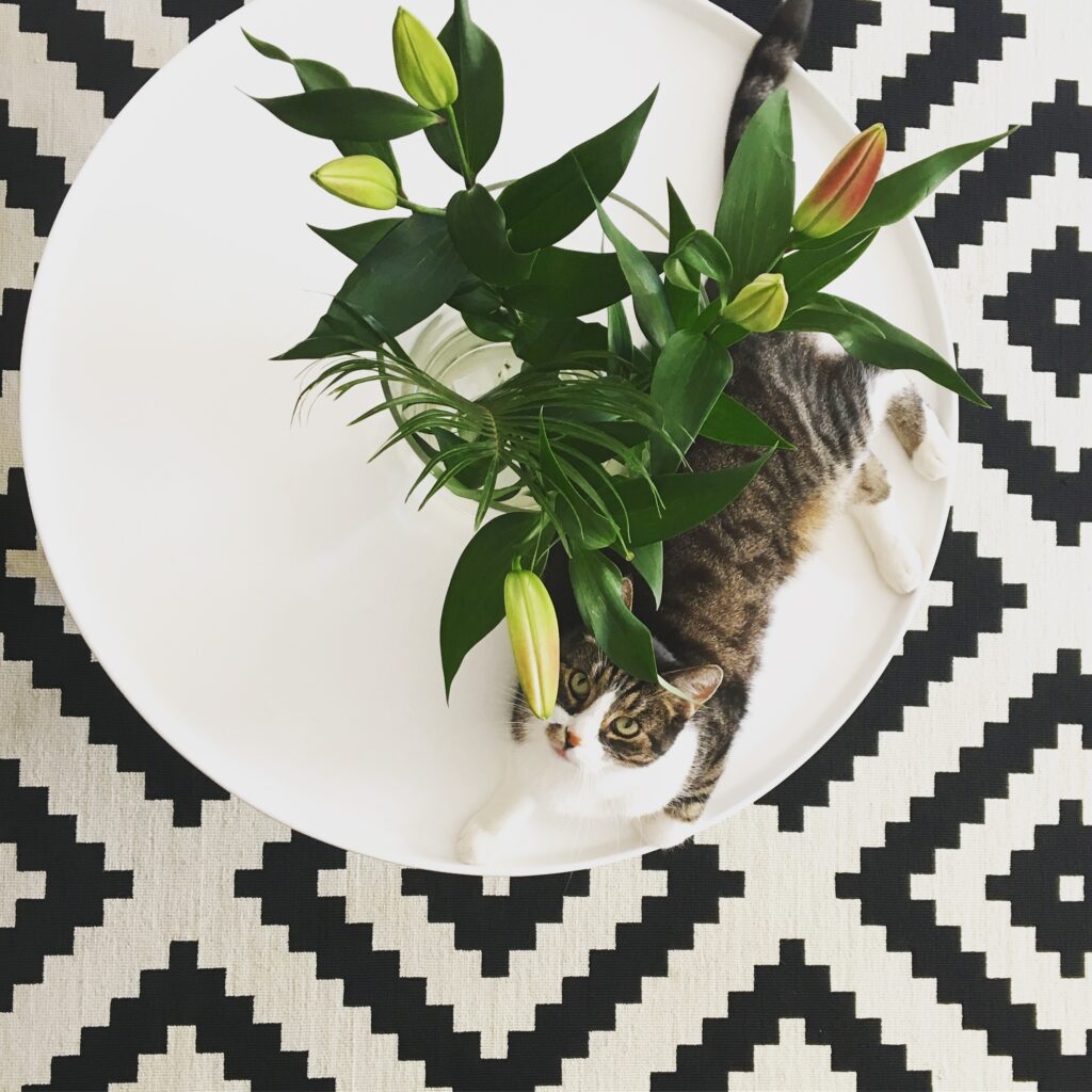 a cat lying on a white plate with a plant in it