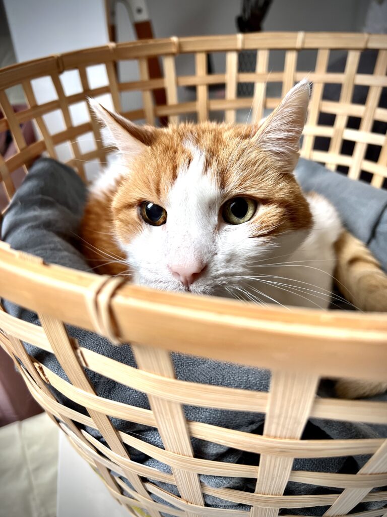 red cat lying in a basket